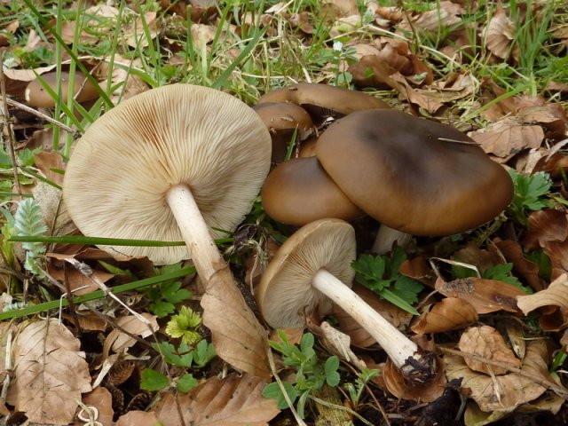 Melanoleuca cognata, Frühlings-Weichritterling